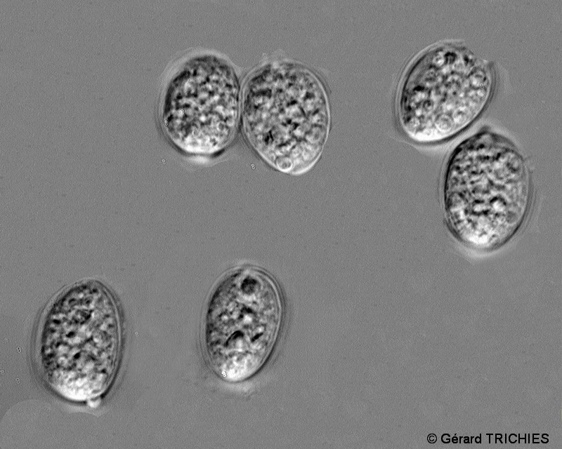 Petites plaques feutres (Xylobolus frustulatus)